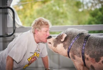 Kiss a pig event image