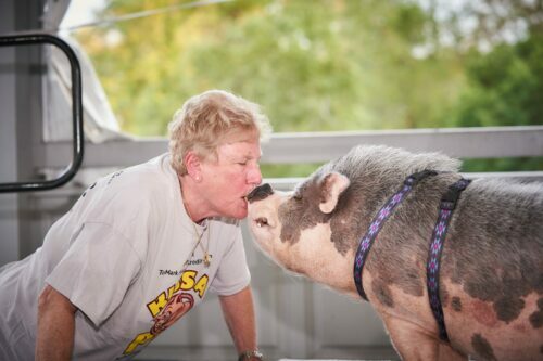 Kiss a pig event image